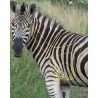 Garipani Zebra Target